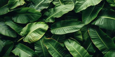 Lush green banana leaves in close-up, creating a vibrant texture of fresh foliage.