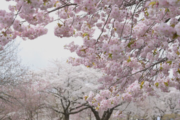 Fototapeta premium 桜咲く
