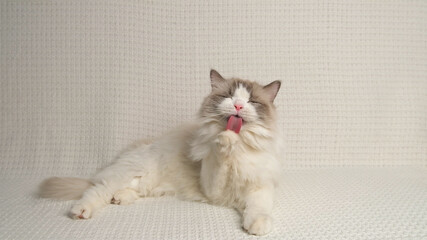 Ragdoll cat on white sofa.
