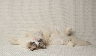 Ragdoll cat on white sofa.