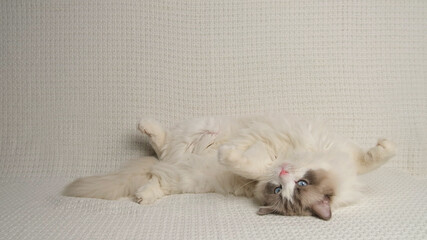 Fototapeta premium Ragdoll cat on white sofa.