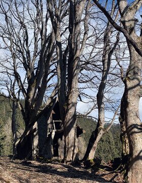 Ruins of a wooden house in the forest.