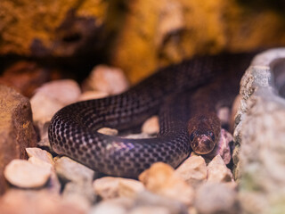 a venomous snake