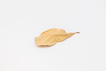 Dry leaf on white backgrounds, Dry leaf close up on the white background