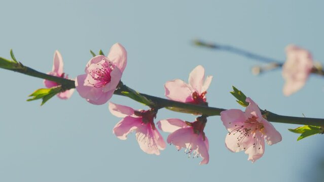 Flowers Detail From A Tree In A Public Almond Orchard. Spring Blossom Background. Sunny Day.