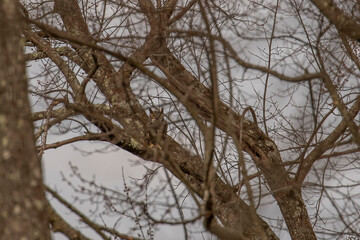 Great-horned Owl perched on a tree branch deep in the woods