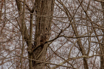 Great-horned Owl perched on a tree branch deep in the woods