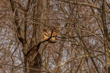 Fototapeta premium Great-horned Owl takes off from a tree branch deep in the woods