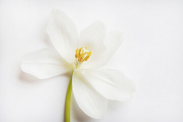 One white tulip on a white background