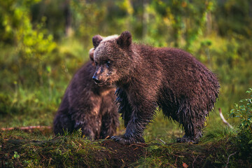 Obraz premium brown bear cub