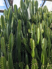close up of cactus