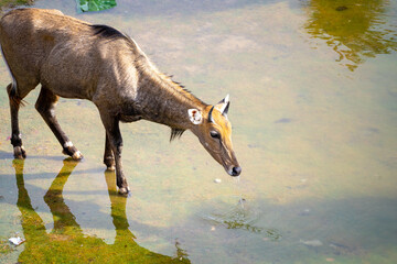 Famous Neelgai blue bull antelope found in Rajasthan a common sight across the cities of jaipur...