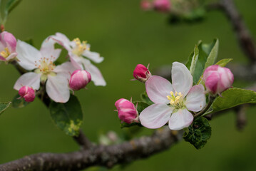 Fototapeta na wymiar apple blossoms in spring, Auvergne