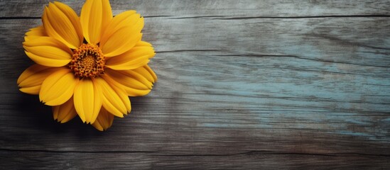 Close up of yellow flower on textured wooden surface with space for text