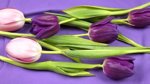 Heap of purple and pink tulips as floral backgrounds. Tulips lie on a purple textile, background
