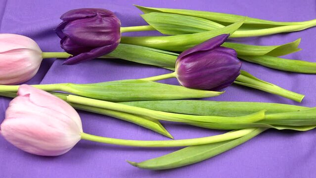 Heap of purple and pink tulips as floral backgrounds. Tulips lie on a purple textile, background