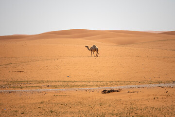 Camel in red send of Riyadh desert.