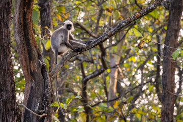 Black-footed Langur - Semnopithecus hypoleucos, beautiful popular primate from South Asian forests and woodlands, Nagarahole Tiger Reserve, India. - 753626791