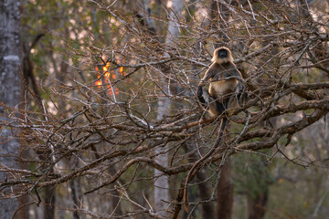 Black-footed Langur - Semnopithecus hypoleucos, beautiful popular primate from South Asian forests and woodlands, Nagarahole Tiger Reserve, India. - 753626794