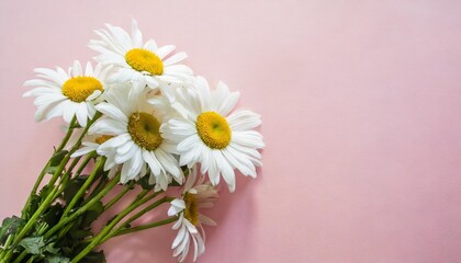 daisy bunch isolated pastel background copy space