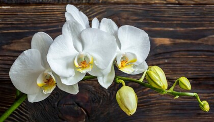white orchid flowers with buds