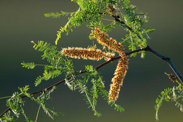 Calden Flower in Pampas forest environment, La Pampa Province, Patagonia, Argentina.