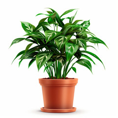 Potted plant isolated on white background or transparent PNG.
