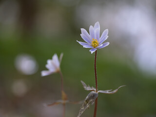 早春の森に咲くユキワリイチゲ
