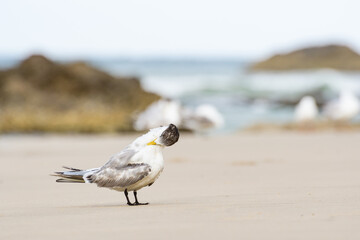 Greater crested tern (Thalasseus bergii) medium-sized bird, animal sits on the sandy beach and cleans its feathers on the seashore.