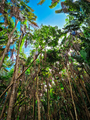 Endemic trees in the forest of mauritius