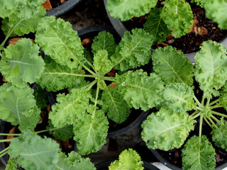 kale and green salad plant in pot garden fresh and Organic healthy food