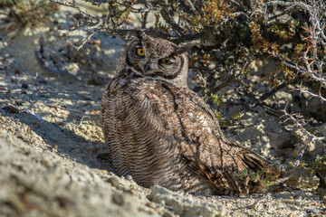 Great Horned Owl, Bubo virginianus nacurutu, Peninsula Valdes, Patagonia, Argentina.