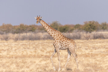 Angolan Giraffes -Giraffa giraffa angolensis- standing on the plains of Etosha national park, Namibia.