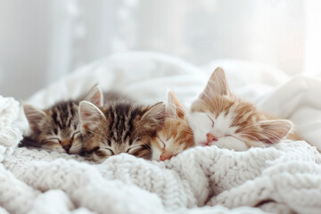 Three little kittens sleeping in bed with white blankets, white bedroom background.