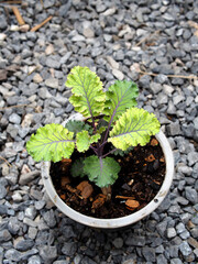 kale and green salad plant in pot garden fresh and Organic healthy food