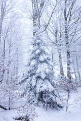 Eine zugeschneite Tanne im Wald