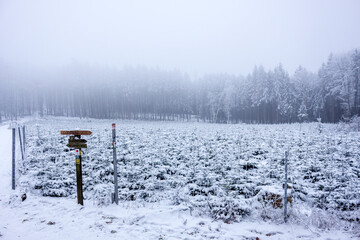 Ein Feld mit zugeschneiten Tannenbäumen