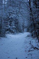 Ein mit Schnee bedeckter Weg führt durch einen Wald
