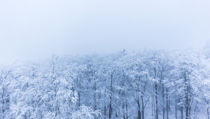 Schneebedeckte Baumkronen im Wald