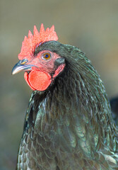 Portrait of an Austerlorp chicken rooster