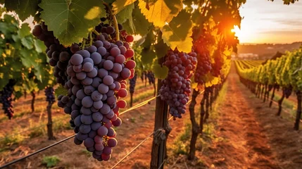 Fotobehang Ripe wine grapes on vines in Tuscany, Italy. Wine farm, sunset warm light. Generative AI © moumeni