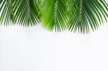 a pile of green palm leaves on a white background with copy space. designed for Palm Sunday greeting illustration. Palm leaves on a white background. Illustration for Palm Sunday. Palm leaves. - obrazy, fototapety, plakaty