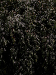 wet leaves after the rain