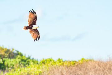 Brahminy kite (Haliastur indus) a large bird of prey with brown plumage and a white head, the...