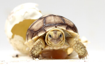 Cute small baby African Sulcata Tortoise in front of white background, African spurred tortoise isolated white background studio lighting,Cute animal