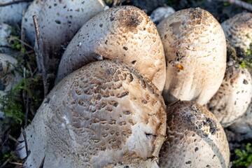 Heads of mushrooms in spring