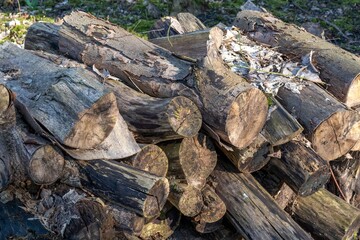 old felled timber lying in the forest