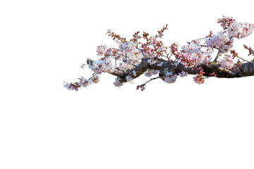 Cherry blossoms in full bloom with transparent background.