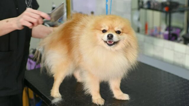 A groomer combs the wool of a Pomeranian with a brush. 