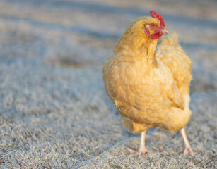 Cold morning for a golden chicken hen